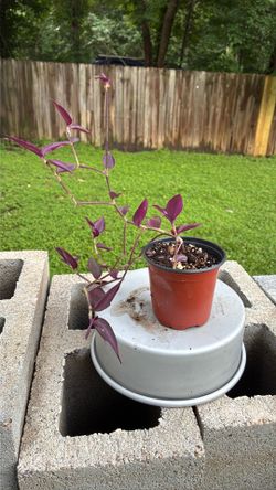Purple Heart Plant