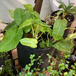 Plantas 