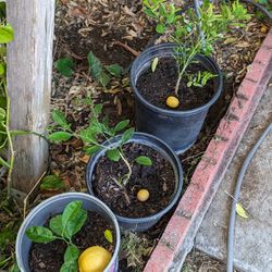 Mexican Key Lime, Regular Lemon / Limon Tree / Arboles New Plants