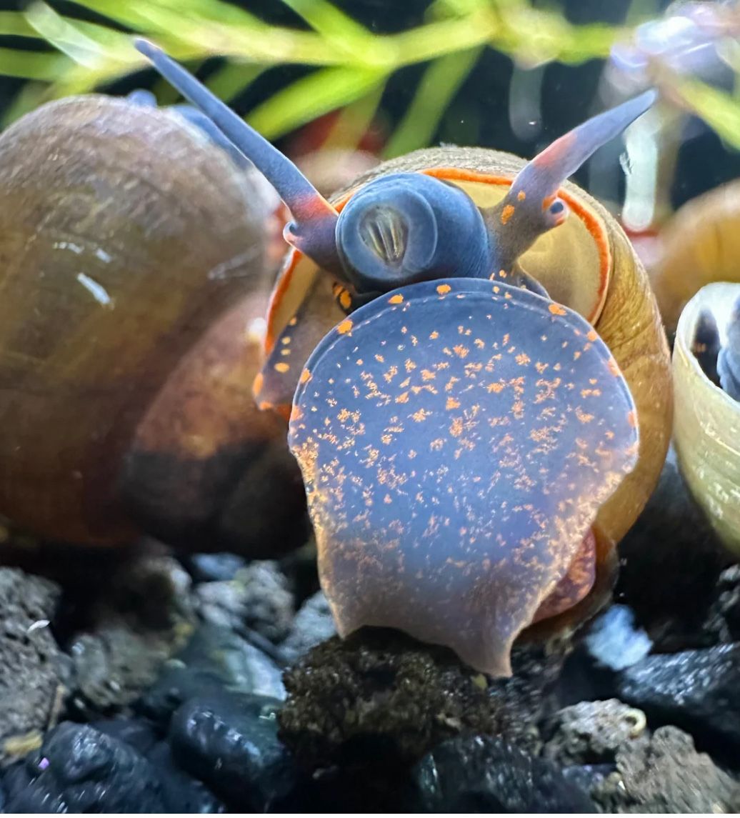 Aquarium supplies
