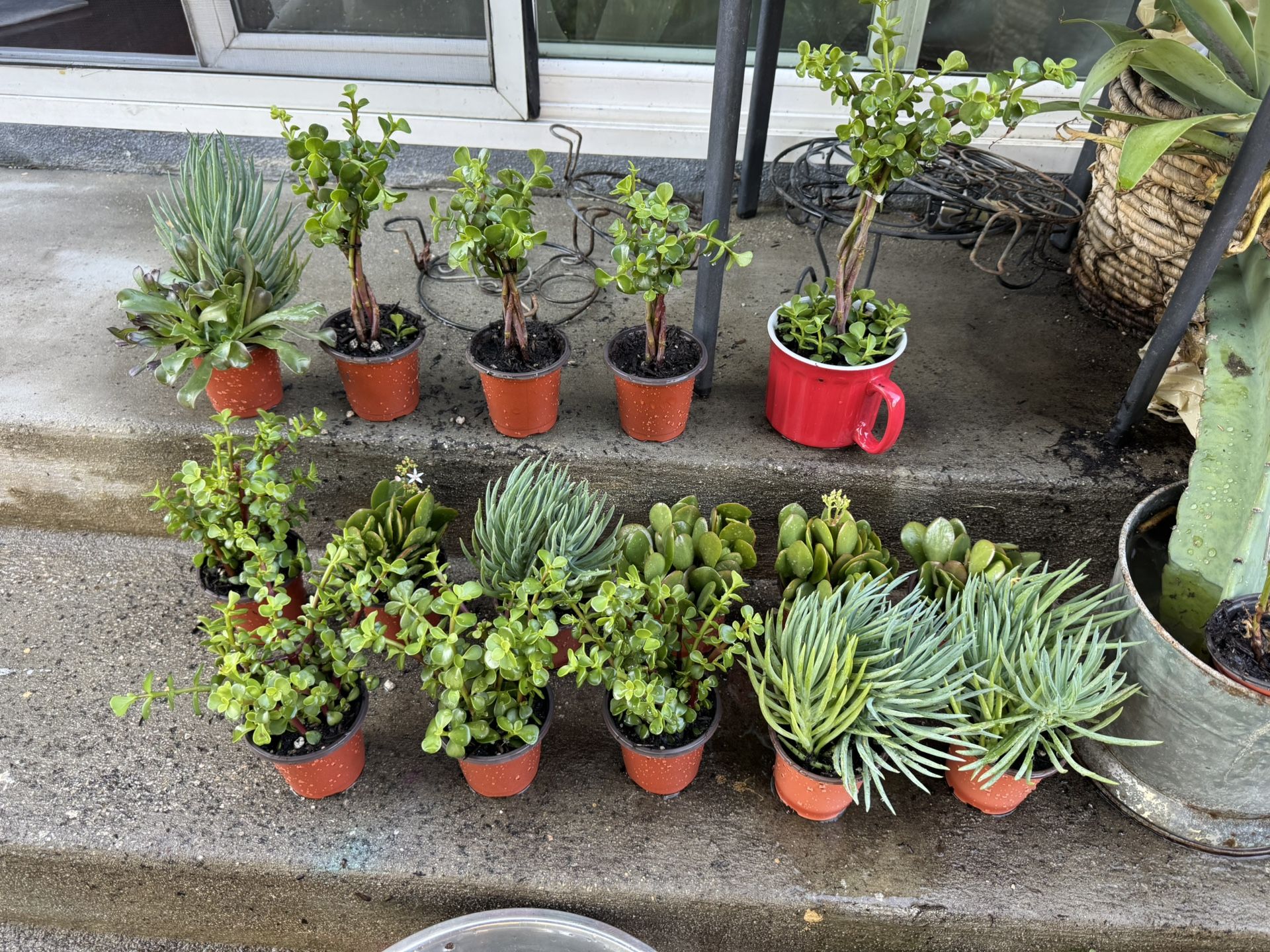 Succulent Plants In Pots , Each Pot $2.50