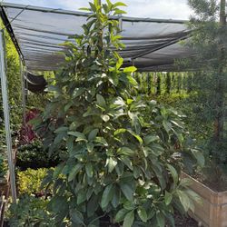 Hass Avocado Tree