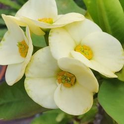 Crown Of Thorns Natural Plant 
