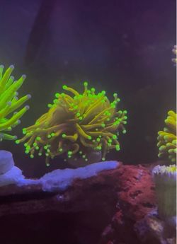 Saltwater aquarium jester torch frags coral decoration for marine tank