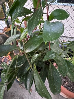 Hoya plant