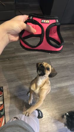 Puppy Harness! Brand New lol Way Too Small.. I Hate Returning Things So It’s Up For Grabs 