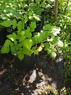 Mysore black raspberries