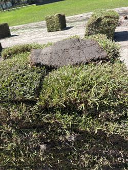 St. Augustine Sod