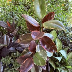 ❤️4’Tall well Established 3 Solid Trees Of Rubby Rubber tree in 10” pot❤️Pls read Description