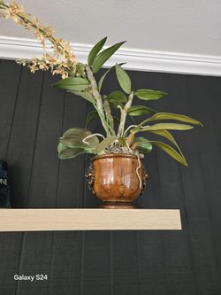 Large Orchid Plants , 2 