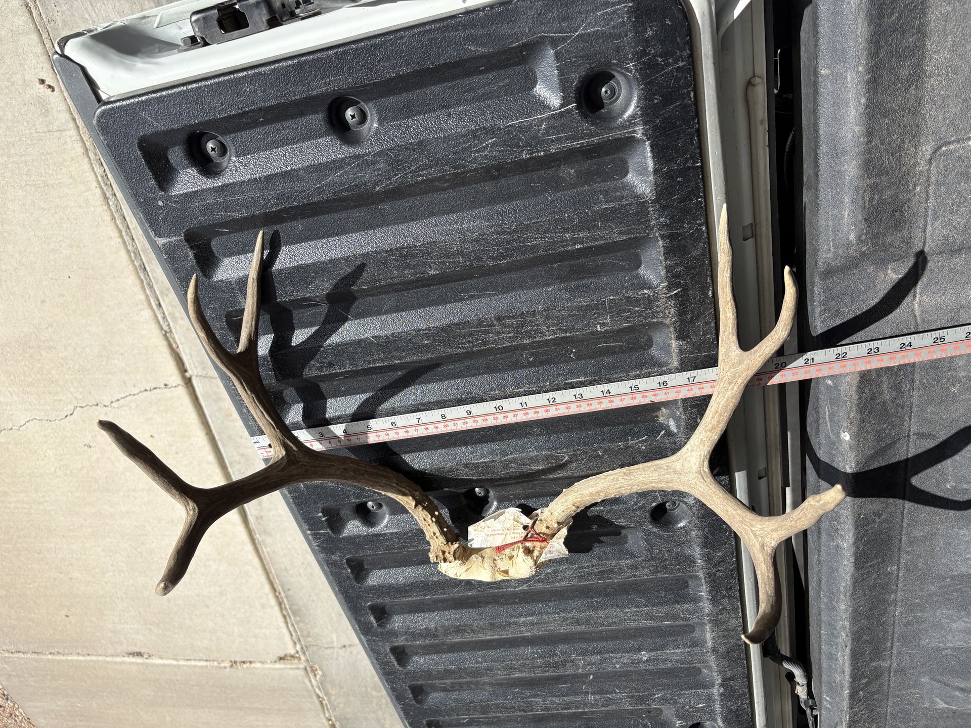 Mule Deer Antlers