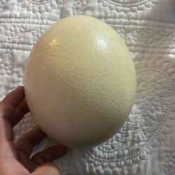 Ostrich egg