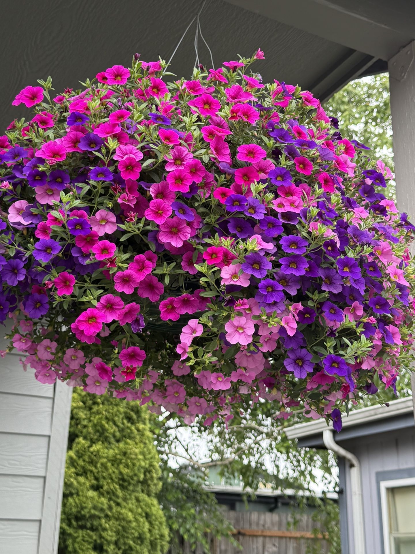 Huge Hanging Basket