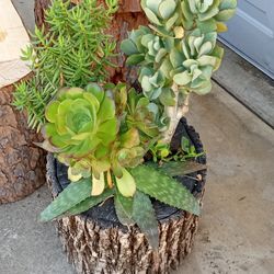Log Planter With Succulents
