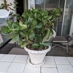 Jade Plant