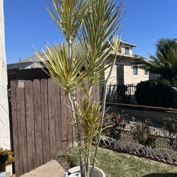 Palm Tree