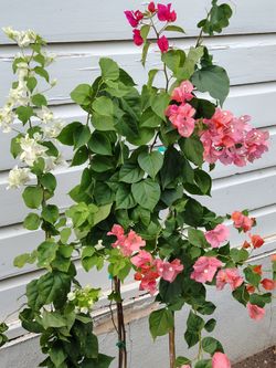Bugambilias