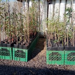 Eucalyptus Shade Tree - 2-3 ft Tall