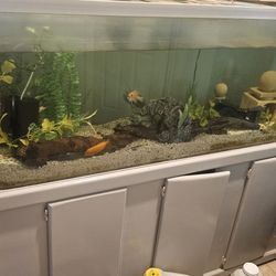 Fish Tank