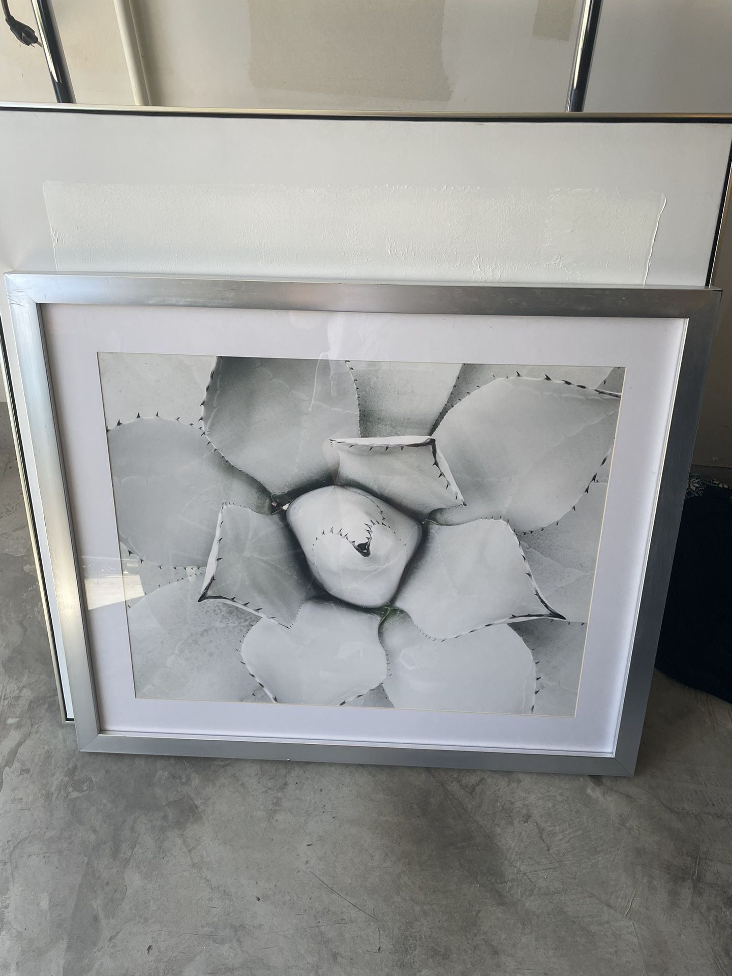 Framed Succulent Picture
