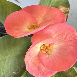 Diferentes Plantas Solo A 10 Cada Una