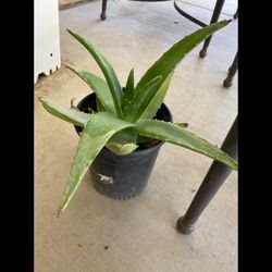 Savilas Aloevera