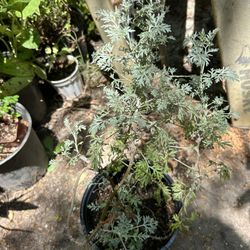 Planta Ajenjo Amargo