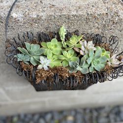 VINTAGE ****** HANGING SUCCULENT BASKET