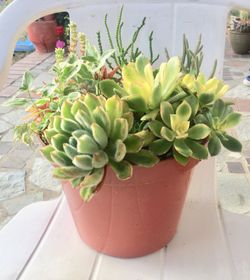 Beautiful succulents arrangements.