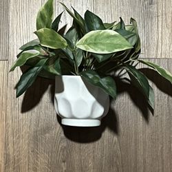 allen + roth 11-in Green Indoor Artificial Plant, Retail for 20$+ a piece 