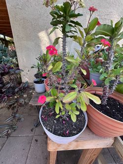 Planta Coronade cristo