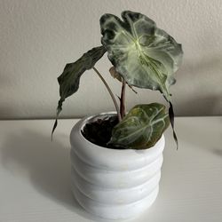 Alocasia Venom Mature