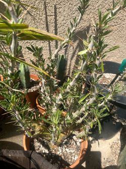 Pachypodium Saundersii