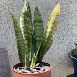 Snake Plant.