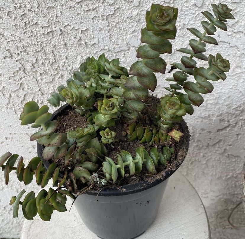 1.5 Gallon Pot Succulent Plant - Crassula Perforata - String of Buttons - Rooted & Established Plant - Drought Resistant - 🪴