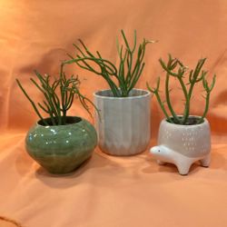 Table Plants