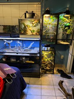 Chameleon enclosure