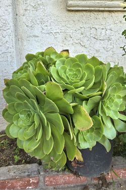Suculent Plant