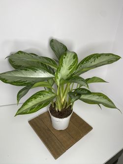 Dumb Cane