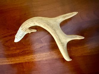 Whitetail horn