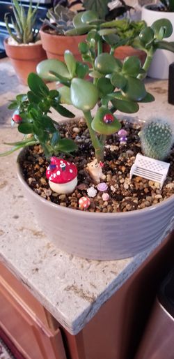 succulent plants