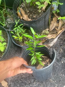 Plants for sale