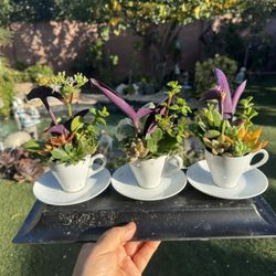 Pretty Coffee Cups With Plants , Each $5