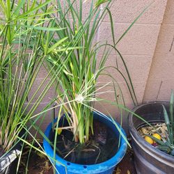 Cattail Plant Large For  Pond