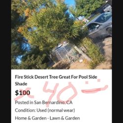 Shade Tree No Leaves Great For Pool Side Desert Scape