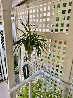 Spider plant