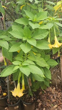 Yellow trumpet flower.