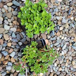 Variety Of  Fresh Healthy Plants For Sales 