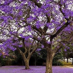 Purple Jacaranda Trees 1gallon  956@@292@@8442