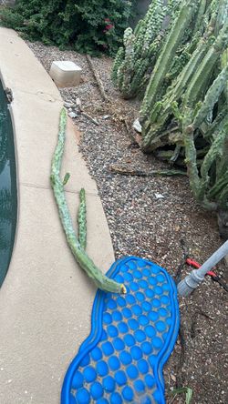 Monstrous Totem Pole Cactus